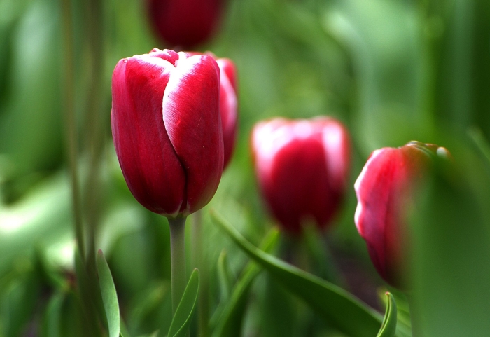 Тюльпан красивый