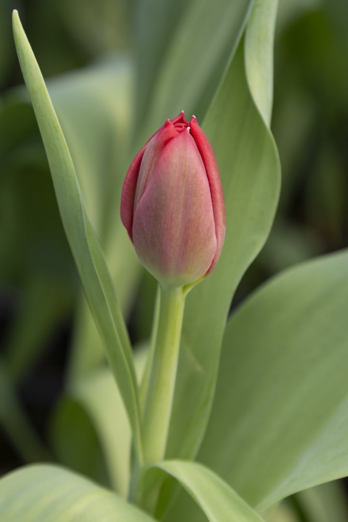 Тюльпан карри