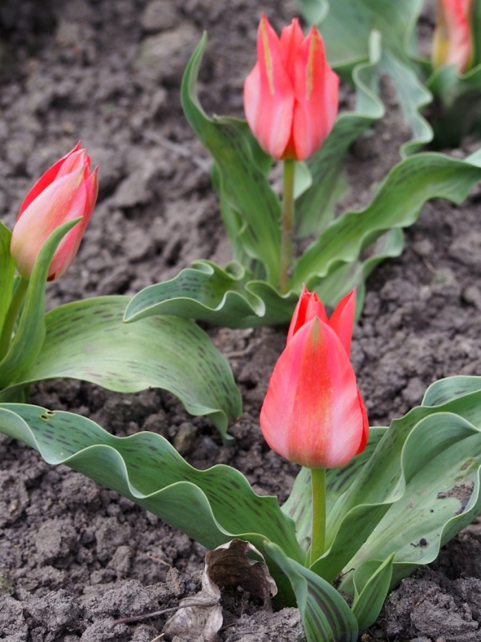 Тюльпан коорс