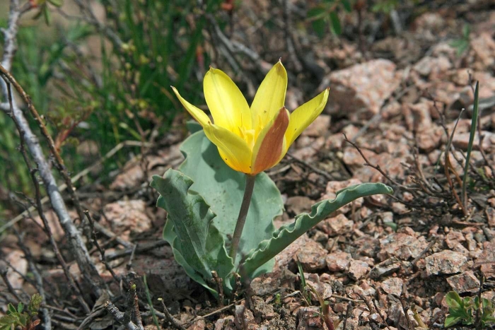 Тюльпан регеля