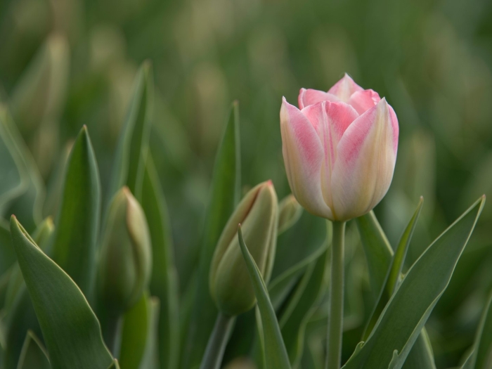 Тюльпан литовен