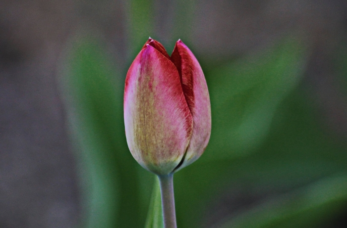 Цветок тюльпан