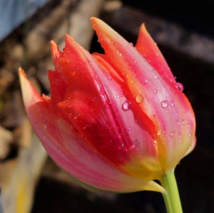 Тюльпан марит