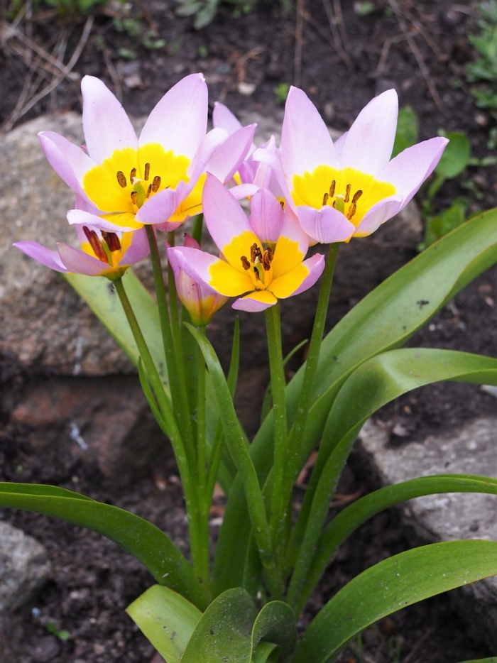 Тюльпан ботанический лилак уандер