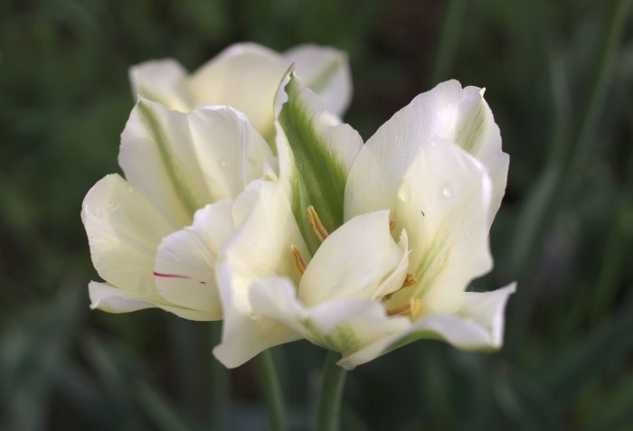 Тюльпан спринг грин