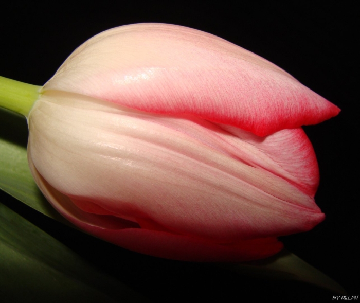 Тюльпан роман эмпайр