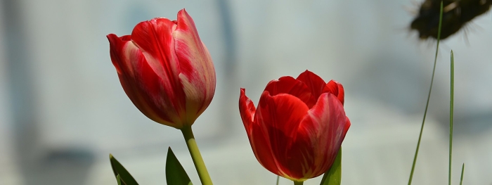 Тюльпан ред дресс