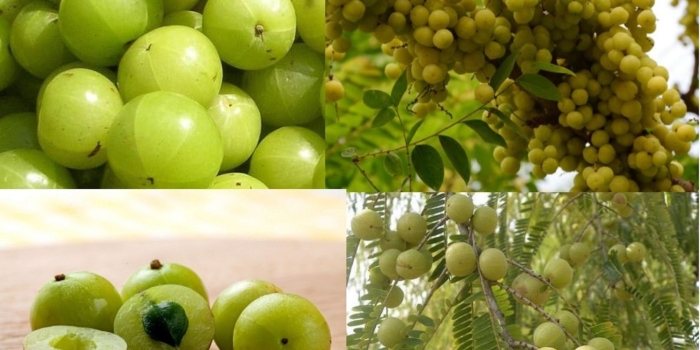 Эмблика амла индийский крыжовник