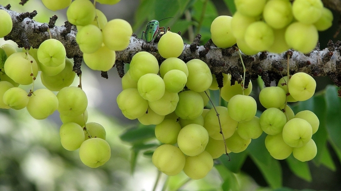 Otaheite gooseberry