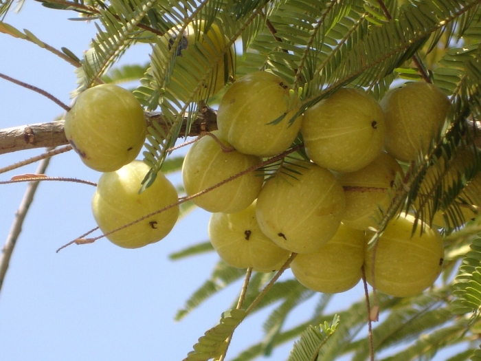 Амалаки амла