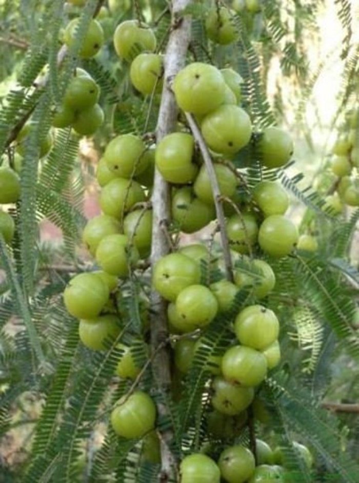 Indian gooseberry phyllanthus emblica