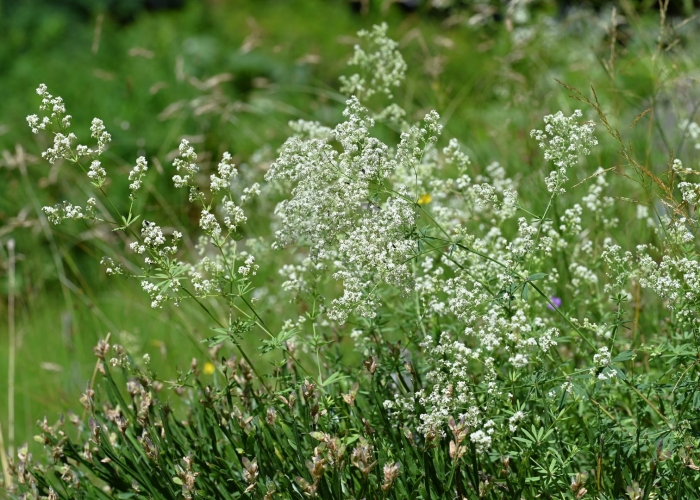 Подмаренник мягкий galium mollugo