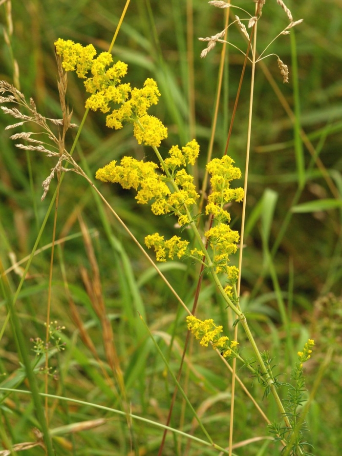 Подмаренник луговой