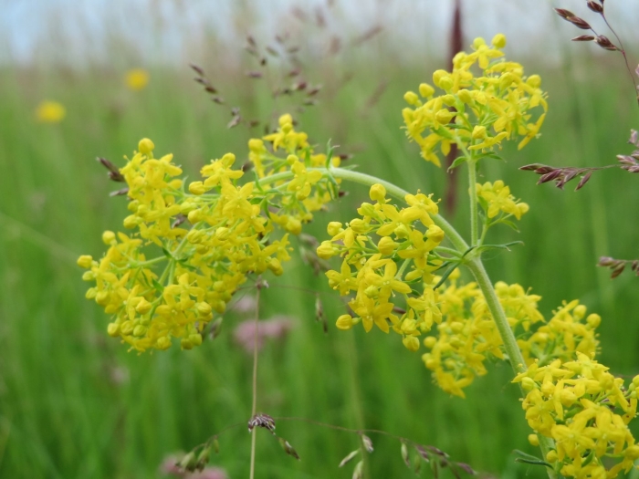 Подмаренник желтый - galium verum