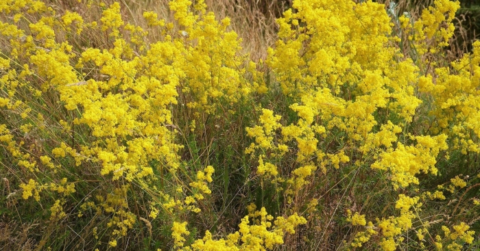 Подмаренник степной