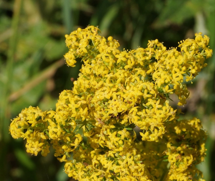 Подмаренник галиум