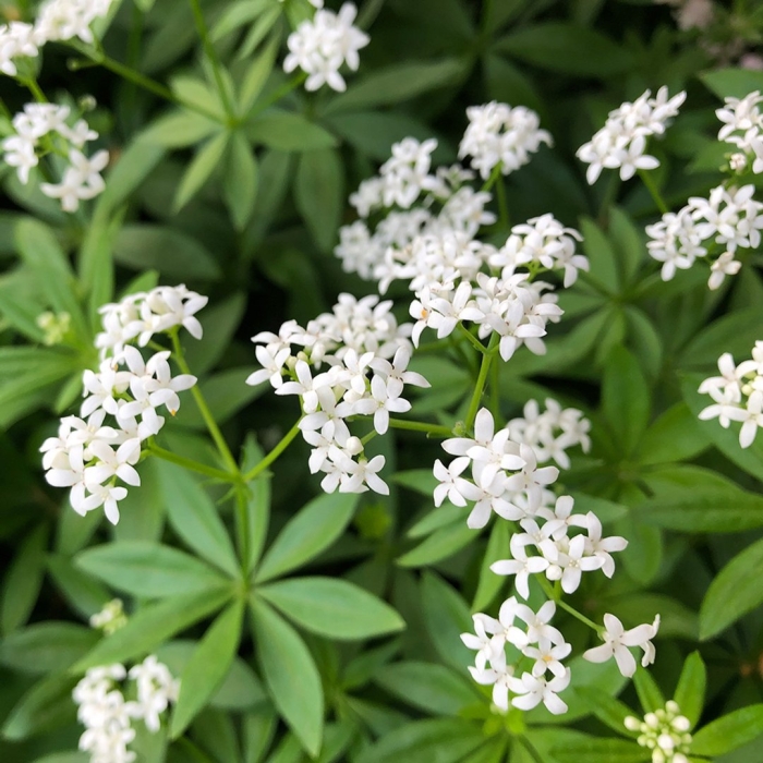 Ясменник подмаренник душистый