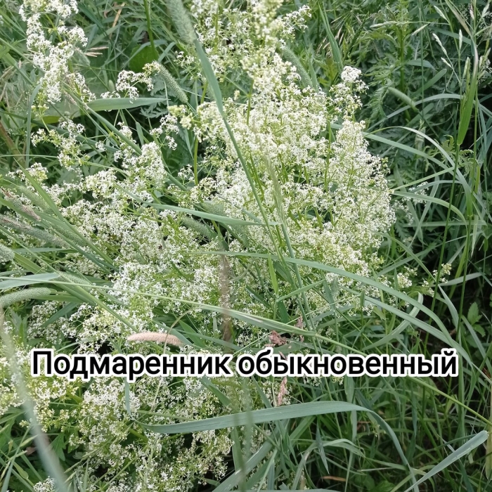 Подмаренник мареновидный