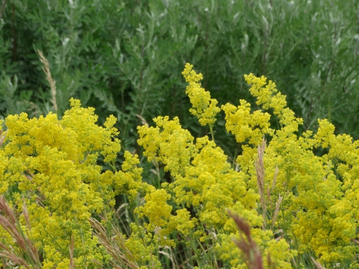 Подмаренник настоящий трава