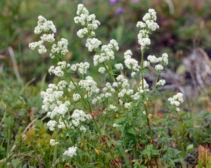 Подмаренник северный (galium boreale)