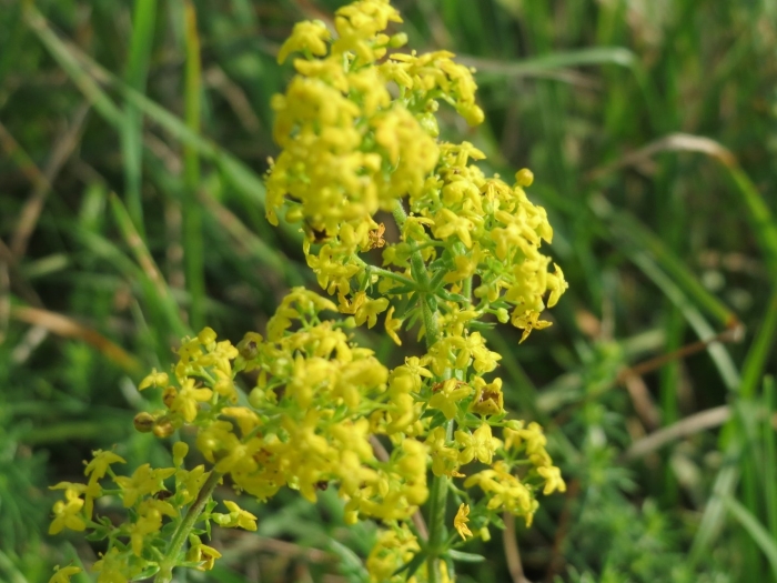 Подмаренник красильный