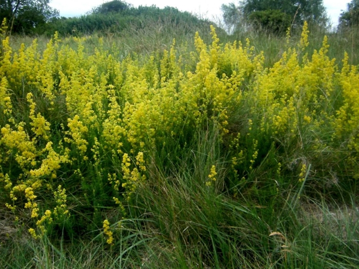 Galium verum