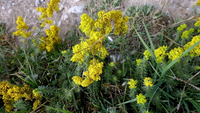 Подмаренник желтый