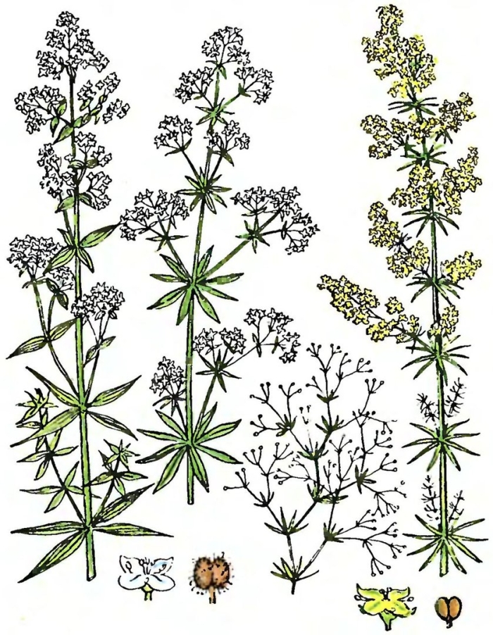 Подмаренник бореальный