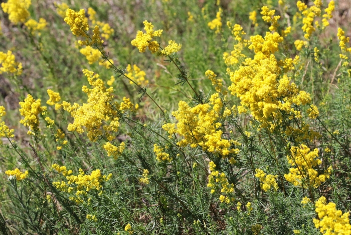 Galium verum l.