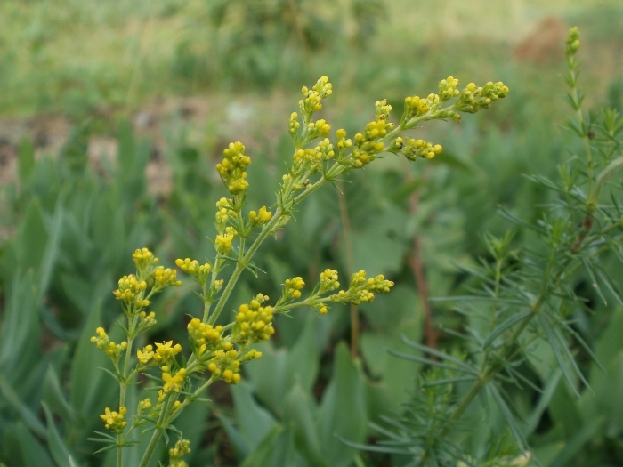 Galium verum subsp