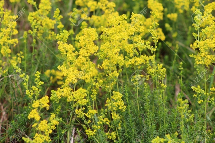 Подмаренник северный