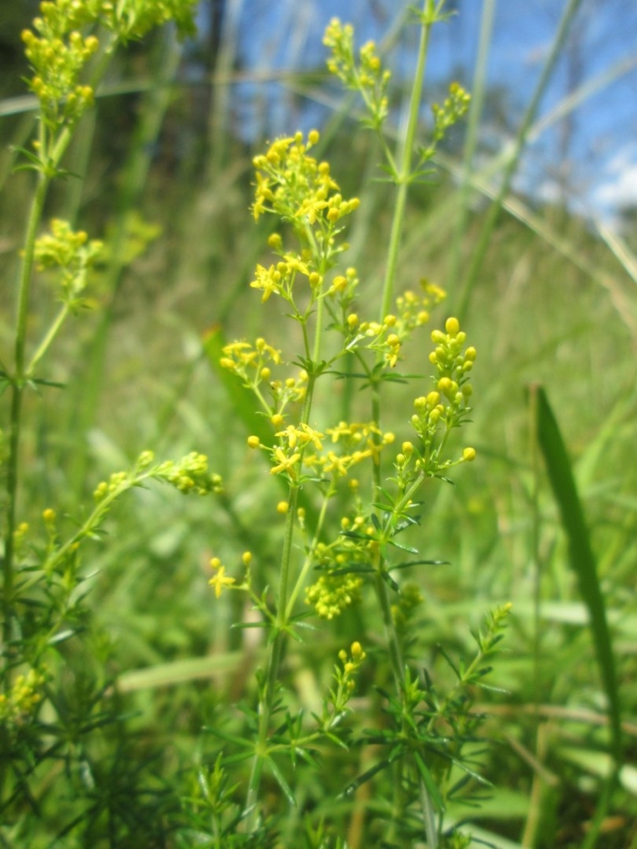 Galium verum