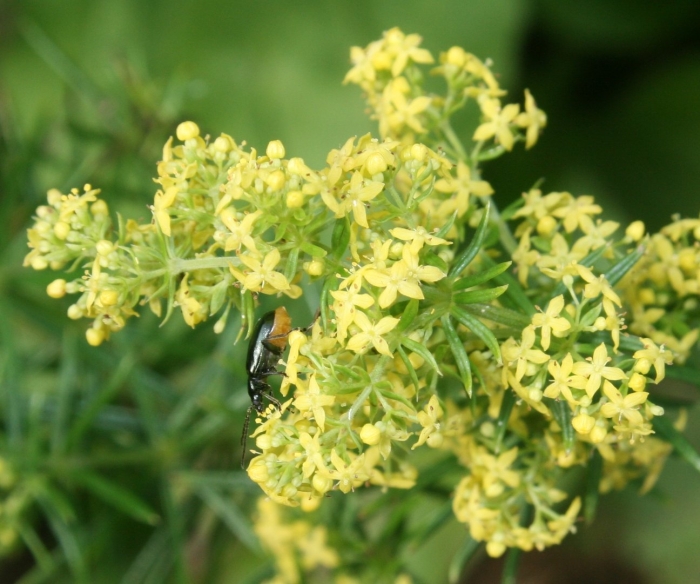 Трава подмаренник