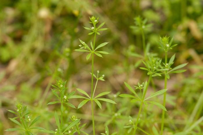 Подмаренник цепкий сорняк