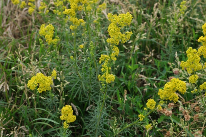 Подмаренник галиум