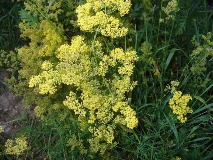 Подмаренник настоящий