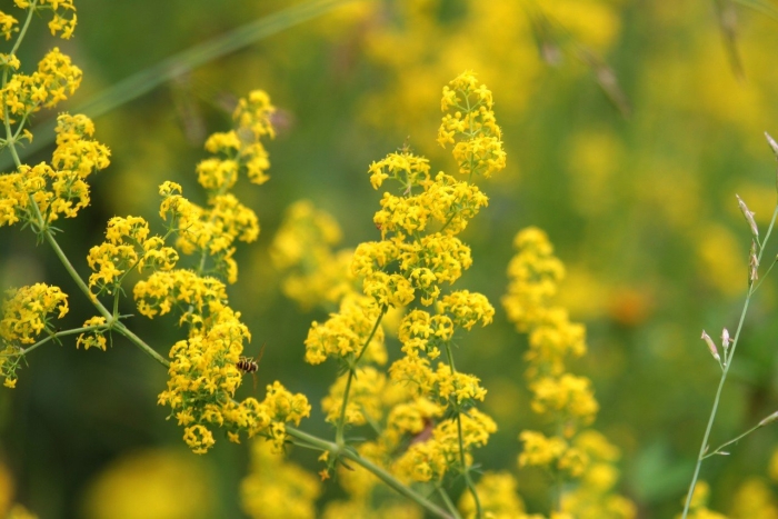 Подмаренник луговой