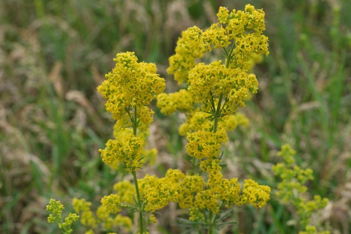 Подмаренник красильный