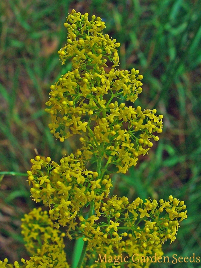 Подмаренник настоящий galium verum