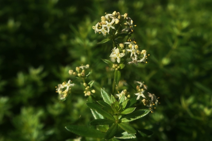 Galium mollugo