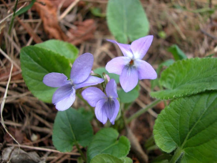 Фиалка опушенная