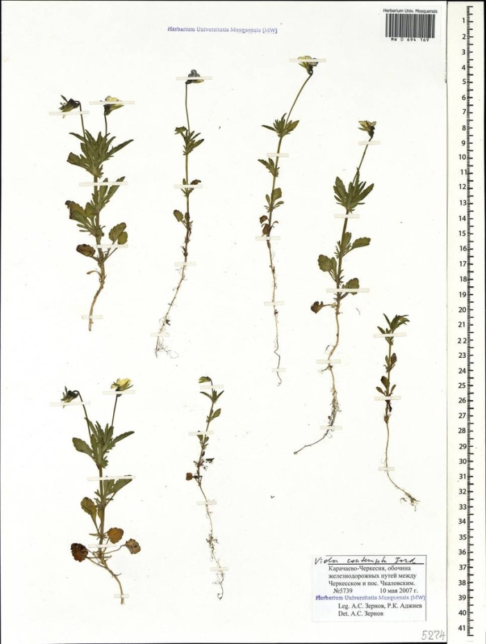 Фиалка полевая гербарий