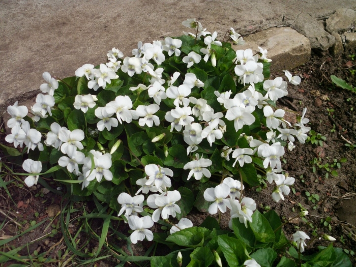 Фиалка мотыльковая альба