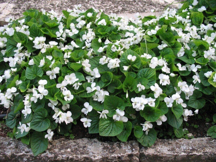 Фиалка мотыльковая альба