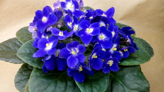 Сенполия африканская фиалка