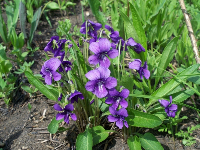 Виола маньчжурская viola mandshurica