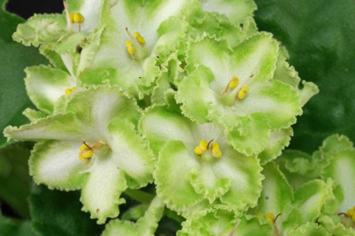 Фиалка ле элеганс