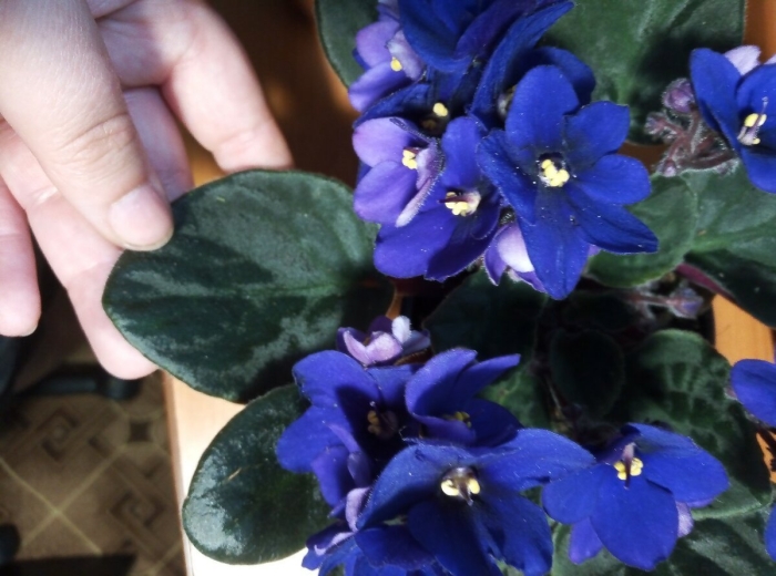 Фиалка синяя птица