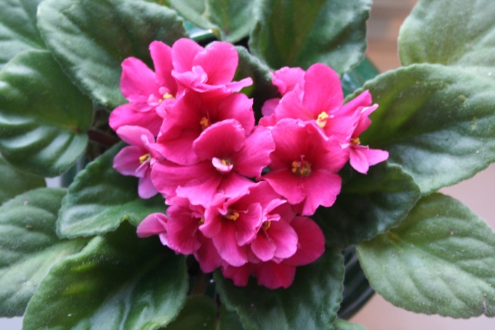 Фиалка вавилон