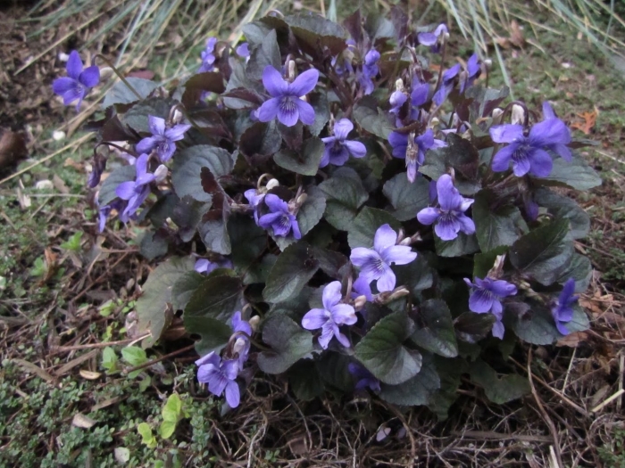 Фиалка садовая многолетняя лабрадорская